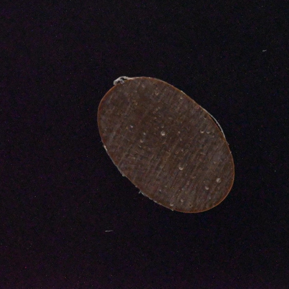 Natural Fox Cabochon SC4751 detail photo 2