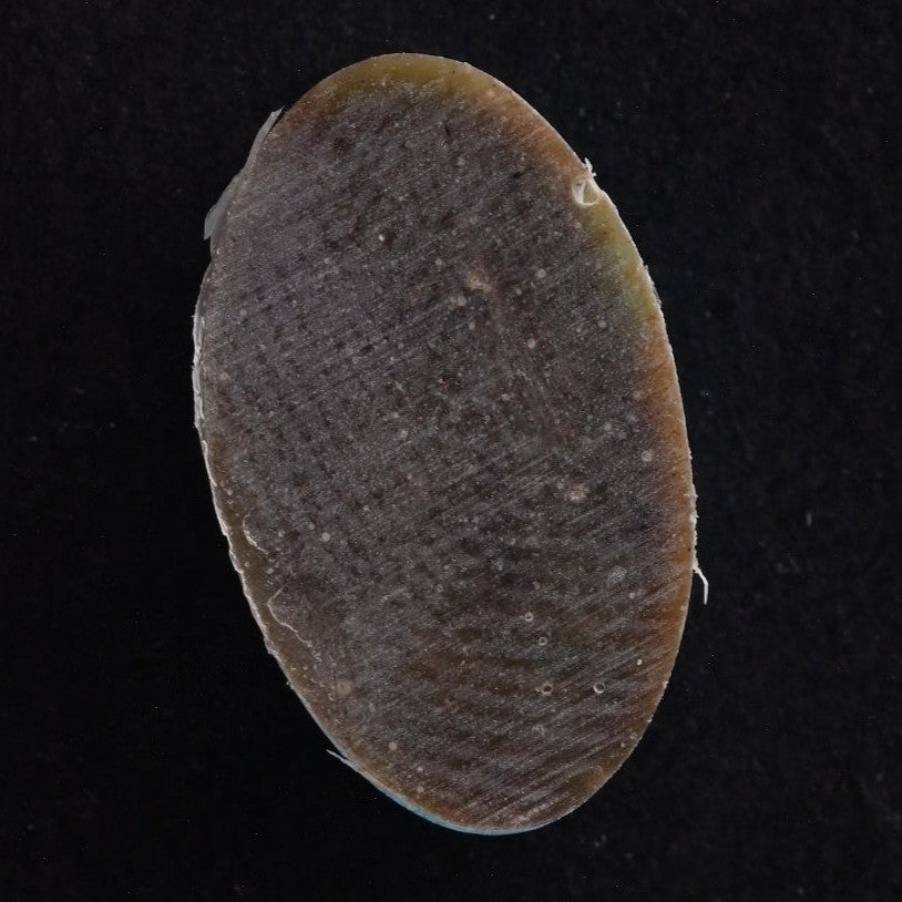 Natural Tyrone Cabochon SC4838 detail photo 2